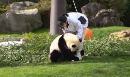 熊猫奶妈爆料视频,揭秘育儿日常与温馨瞬间